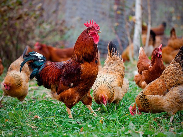 Породы куриц | ЗооТом - продажа, вязка и услуги для животных в Шумихе