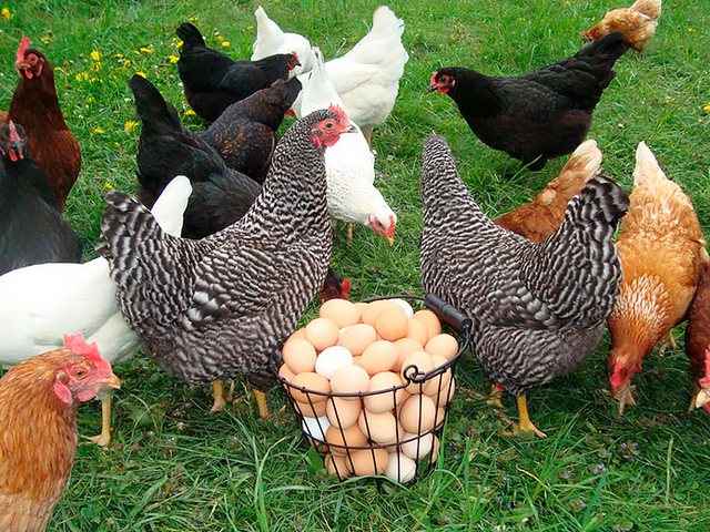 Содержание кур и уход за ними | ЗооТом - продажа, вязка и услуги для животных в Шумихе