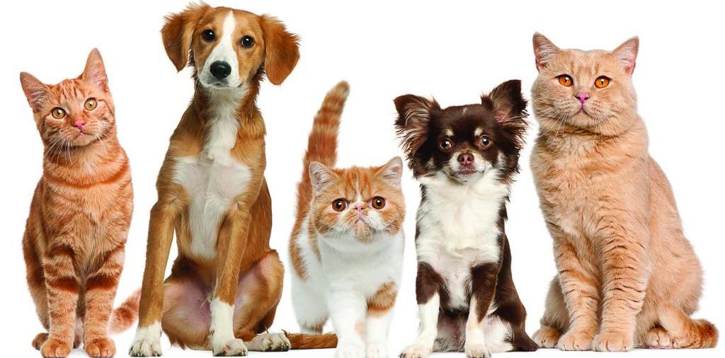 Доска объявлений о животных | ЗооТом - продажа, вязка и услуги для животных в Шумихе
