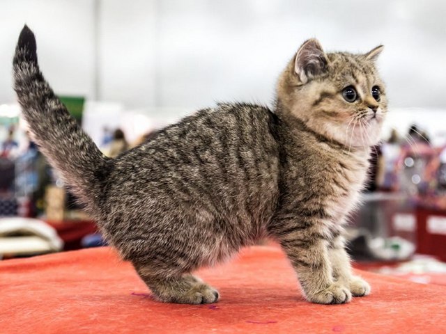 Породы кошек в Шумихе | ЗооТом портал о животных