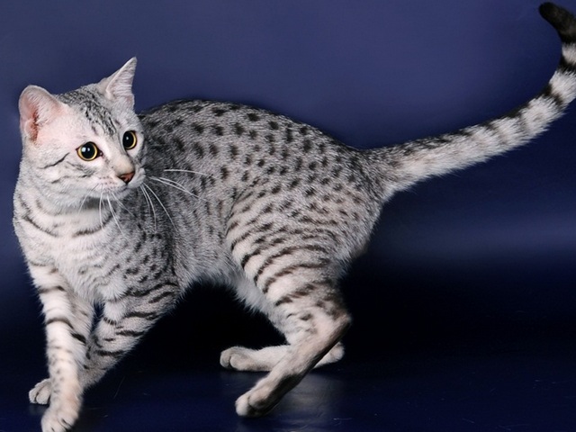 Породы кошек в Шумихе | ЗооТом портал о животных