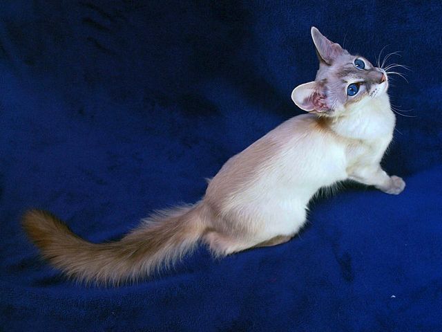 Выведенные породы кошек в Шумихе | ЗооТом портал о животных
