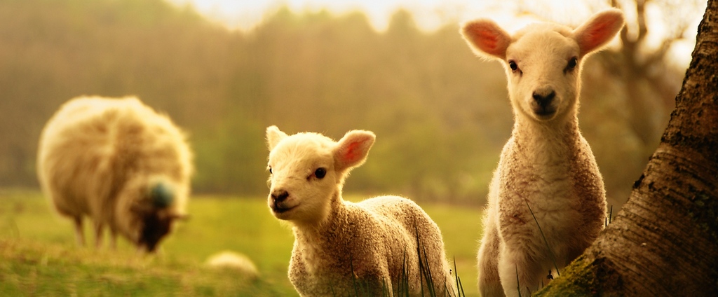 Объявления о сельскохозяйственных животных | ЗооТом - продажа, вязка и услуги для животных в Шумихе