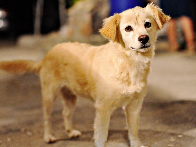 Породы собак в Шумихе | ЗооТом портал о животных