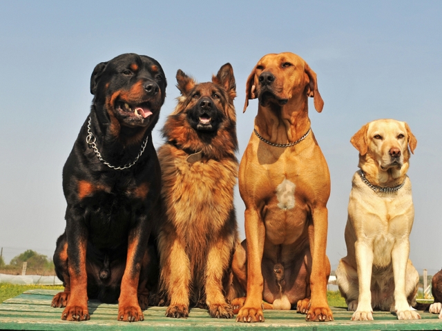 Крупные породы собак в Шумихе | ЗооТом портал о животных