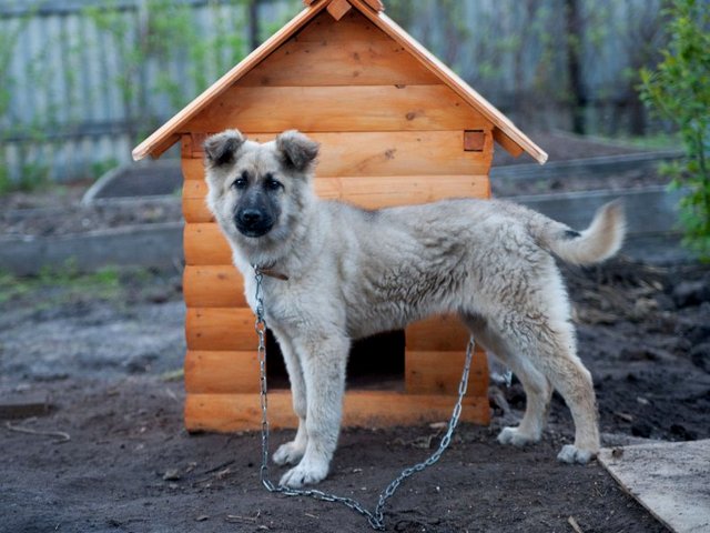 Все о собаках в Шумихе